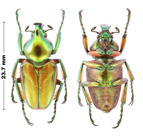 Réf. 353 914 : Phaedimus zebuanus kachikun